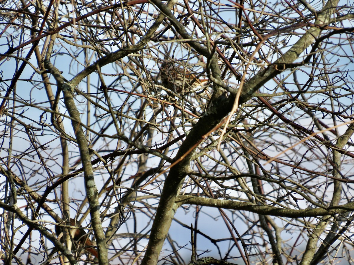 Fox Sparrow - ML626791751