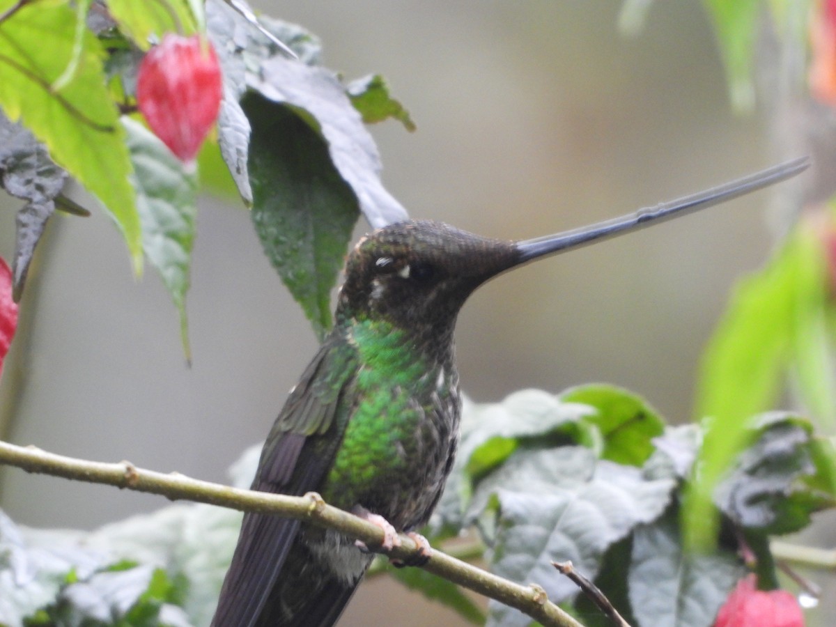 Sword-billed Hummingbird - ML626791754