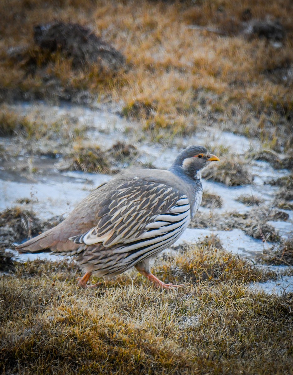 Tibetan Snowcock - ML626791756