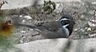 Black-throated Sparrow - ML626791757