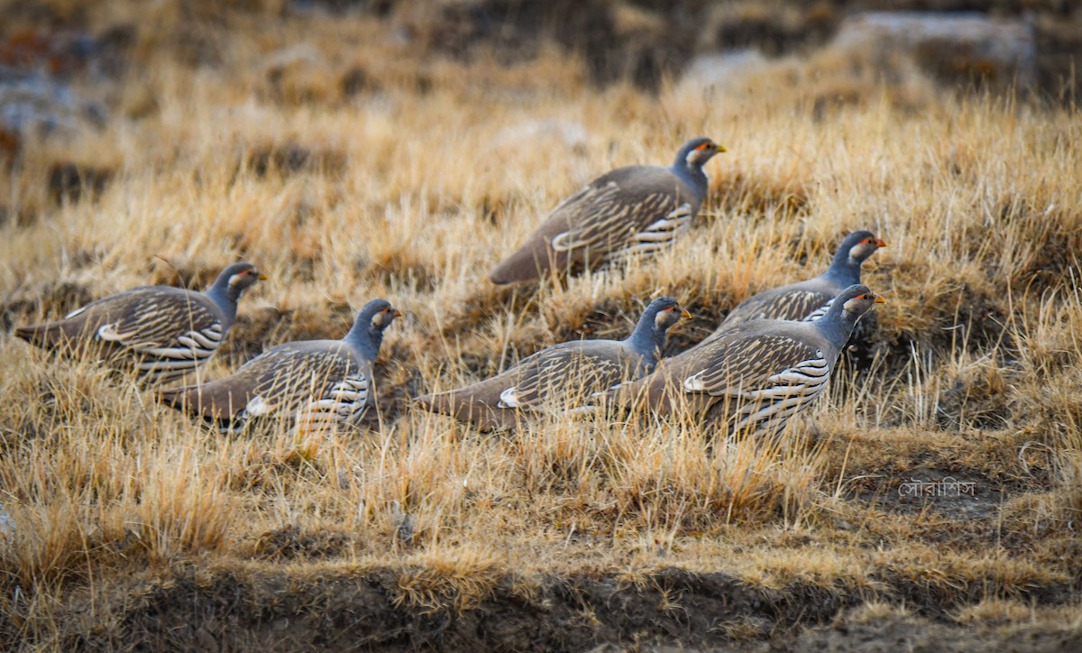 Tibetan Snowcock - ML626791758