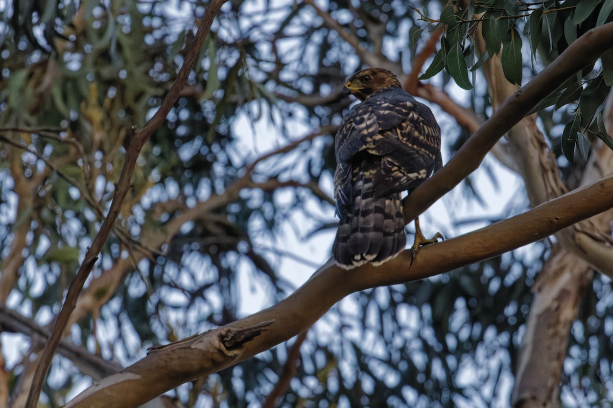 Black Goshawk - ML626791759