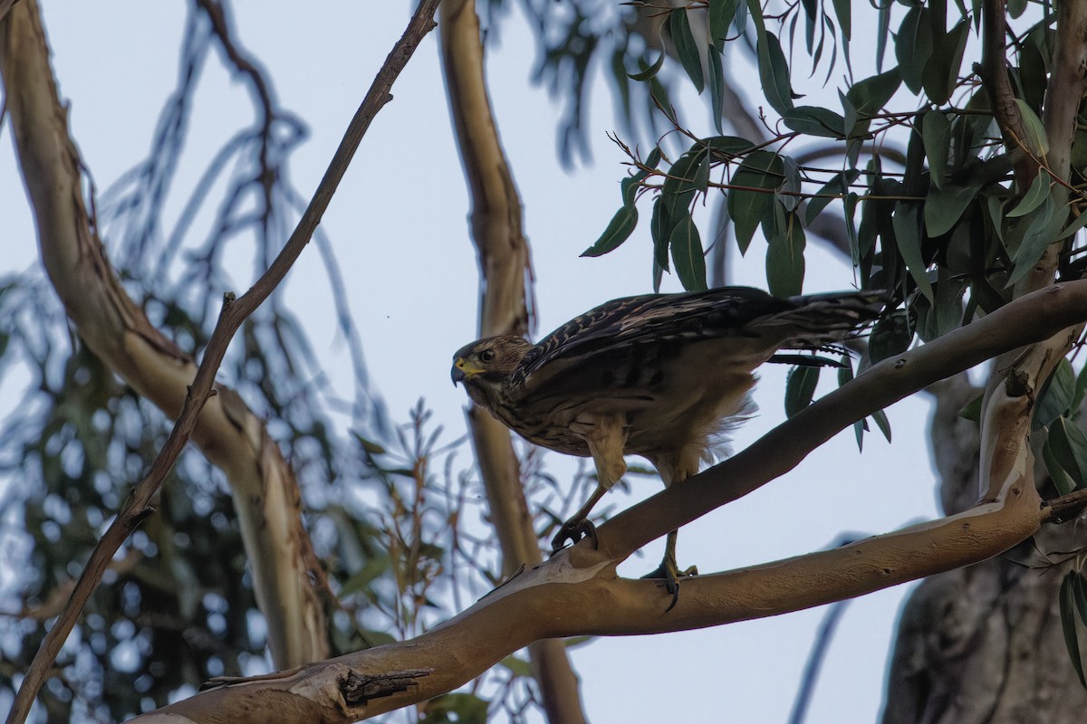 Black Goshawk - ML626791760