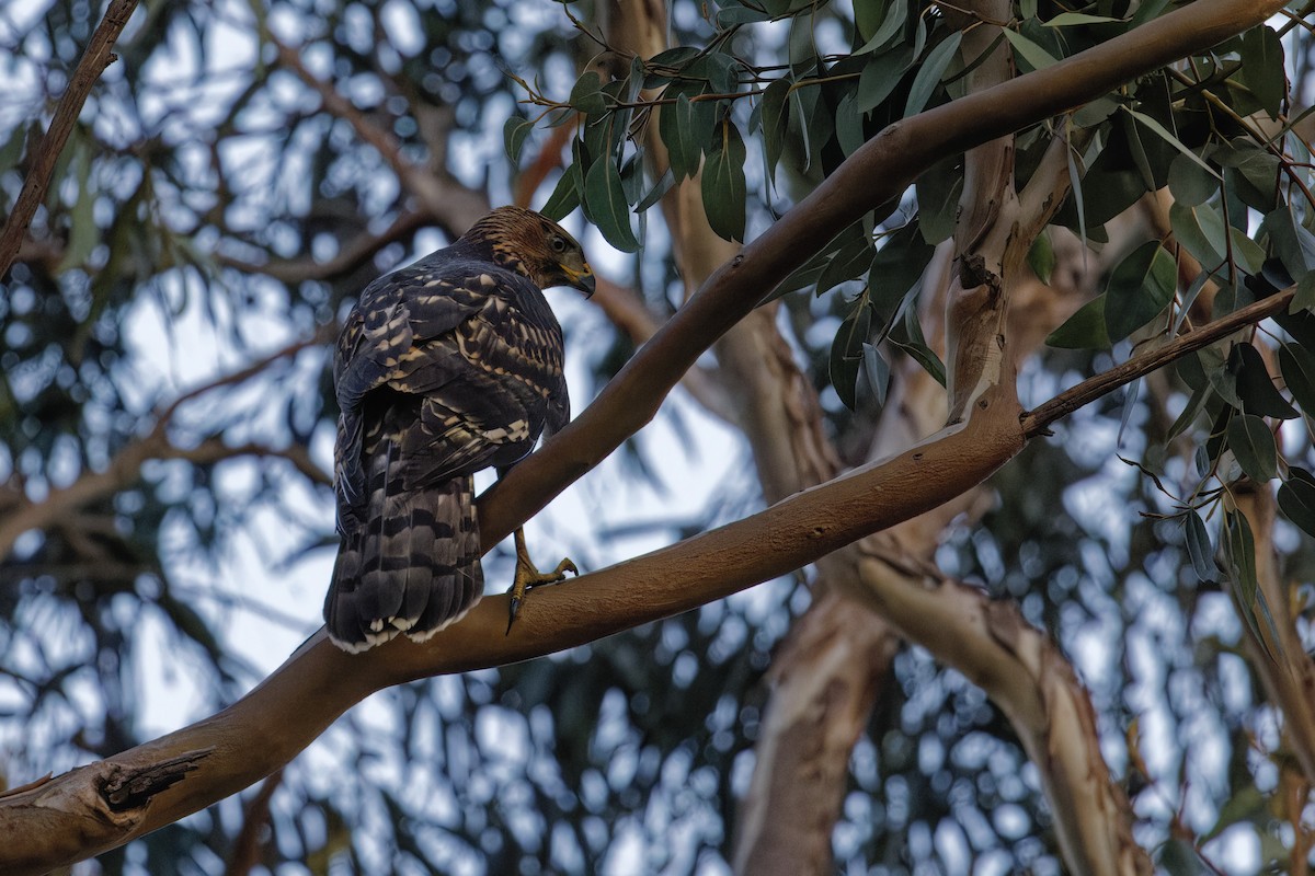 Black Goshawk - ML626791761