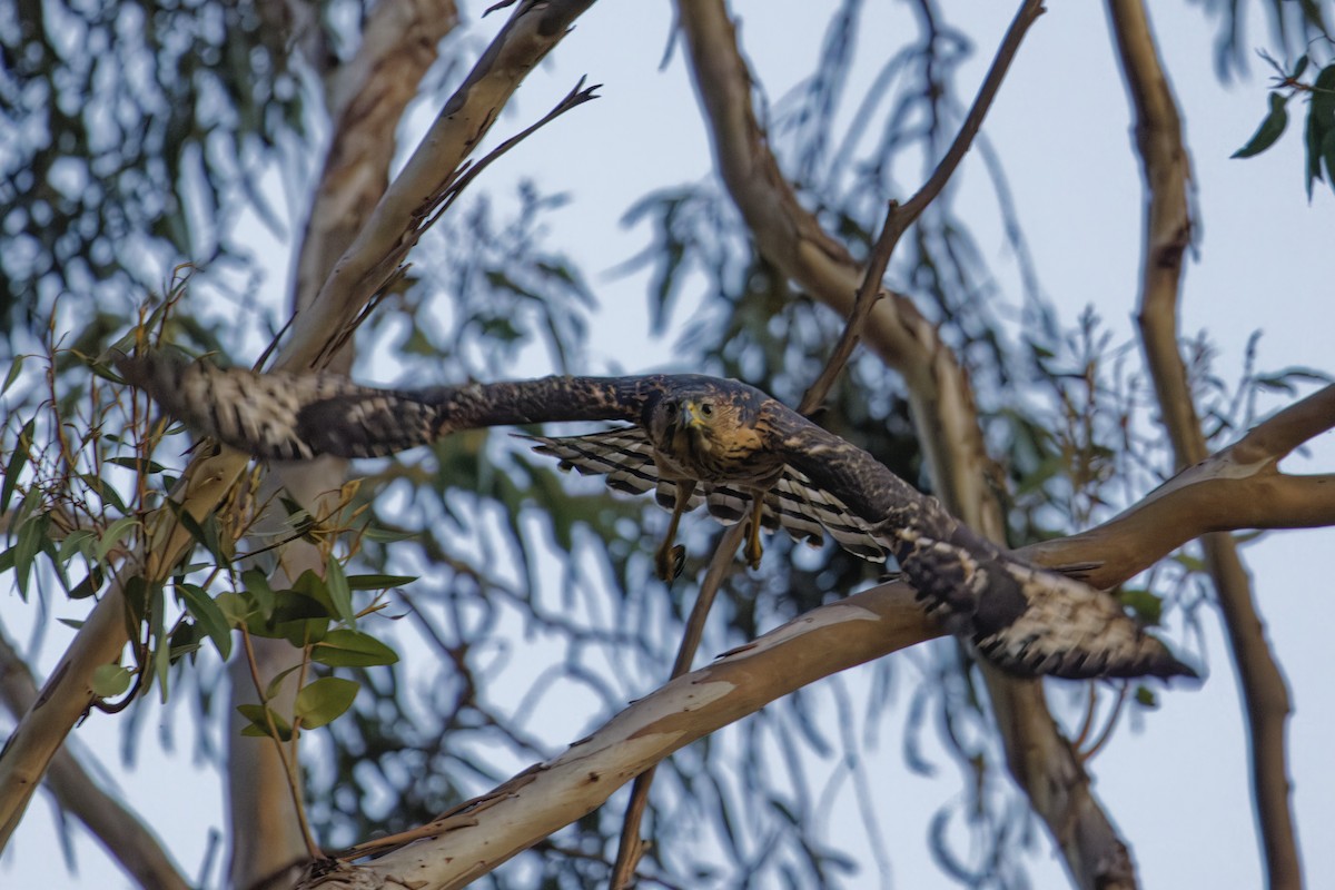 Black Goshawk - ML626791762