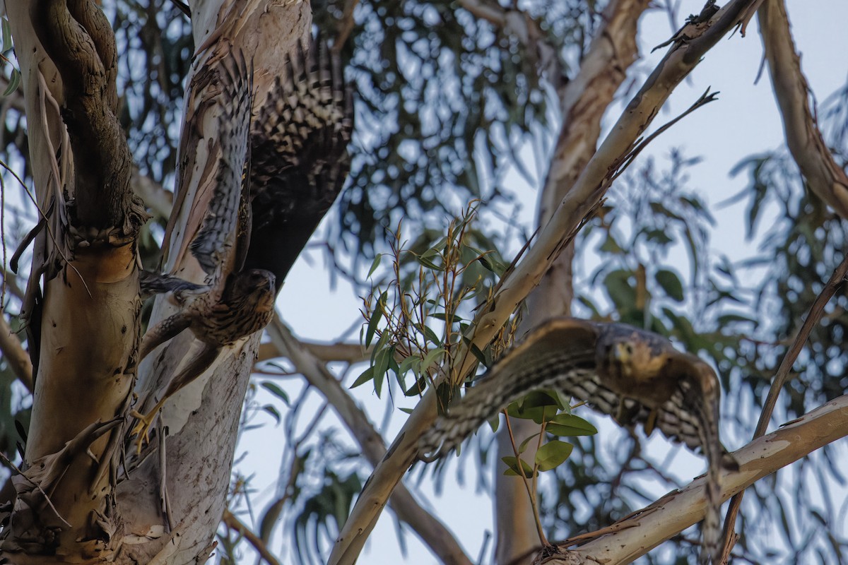 Black Goshawk - ML626791763