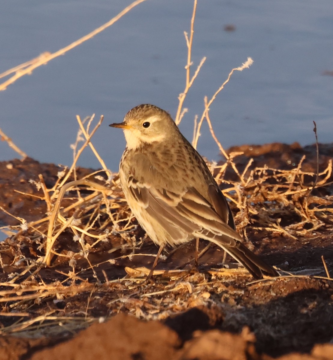 American Pipit - ML626791765