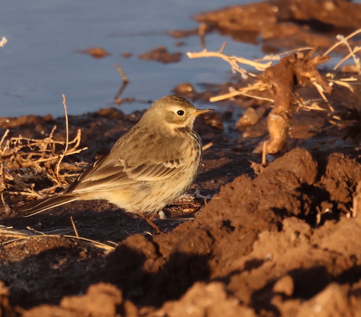 American Pipit - ML626791766