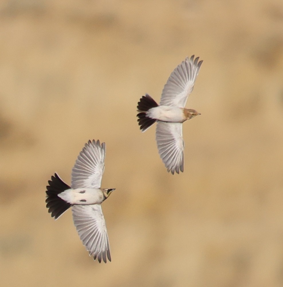 Horned Lark - ML626791767