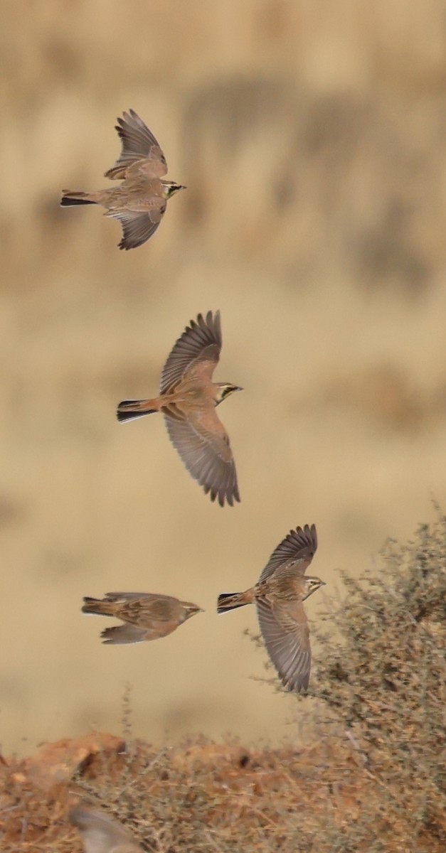 Horned Lark - ML626791768