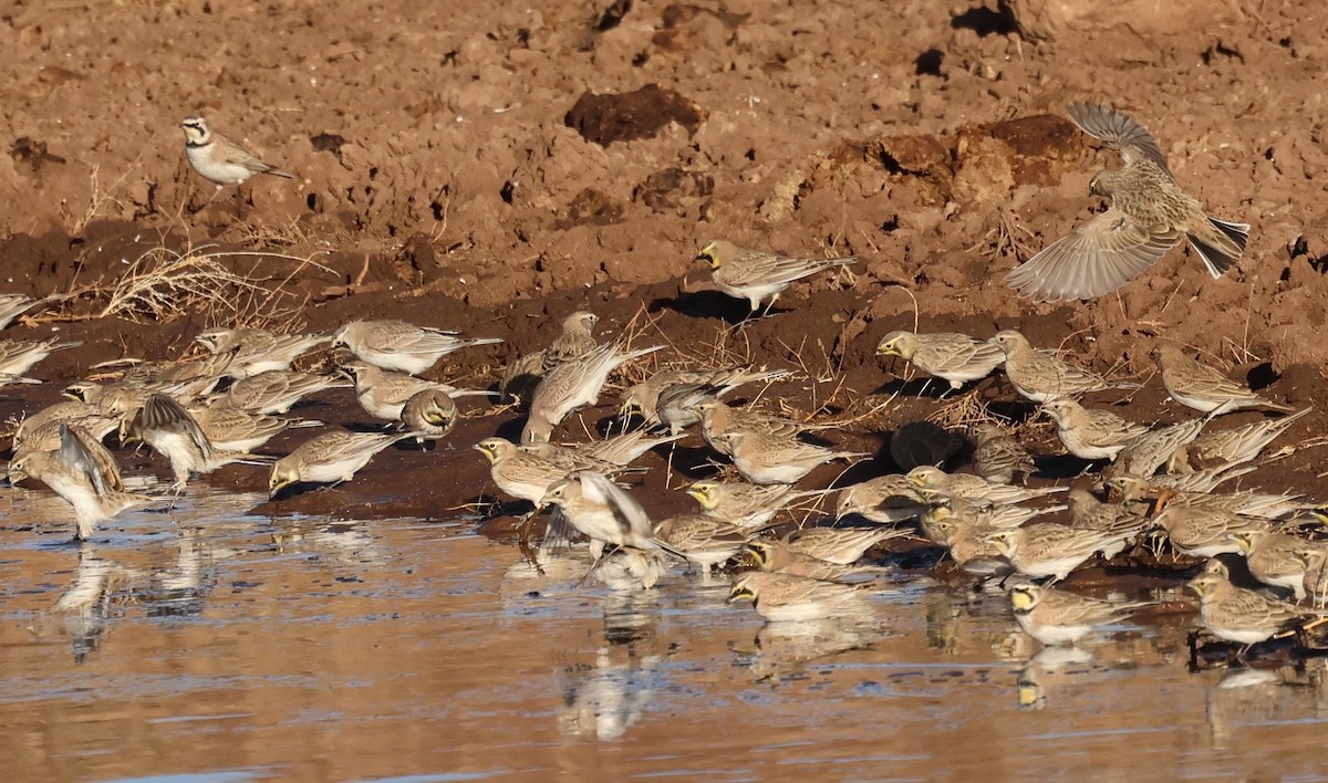 Horned Lark - ML626791769