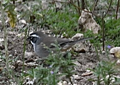 Black-throated Sparrow - ML626791770