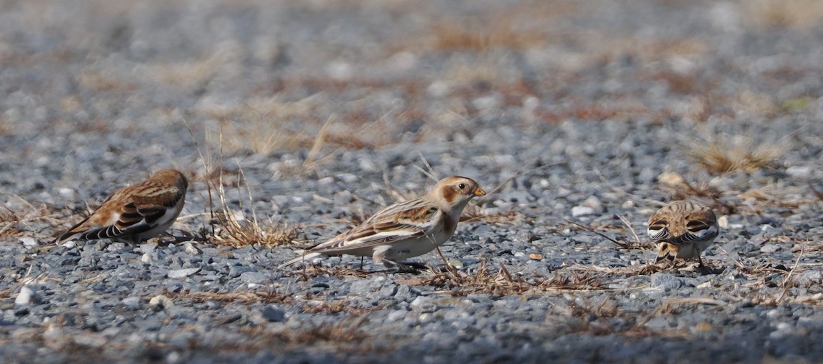 Snow Bunting - ML626791771