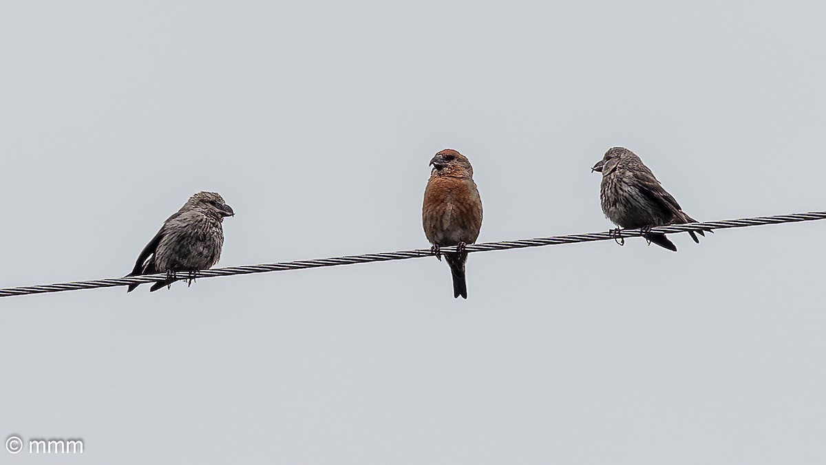 Red Crossbill - ML626791773