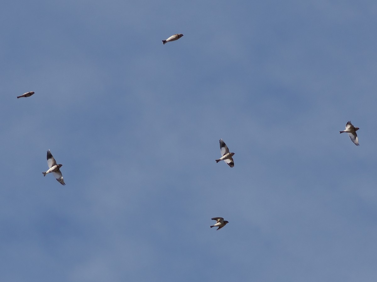 Snow Bunting - ML626791775