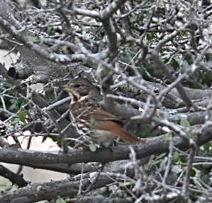 Fox Sparrow - ML626791776