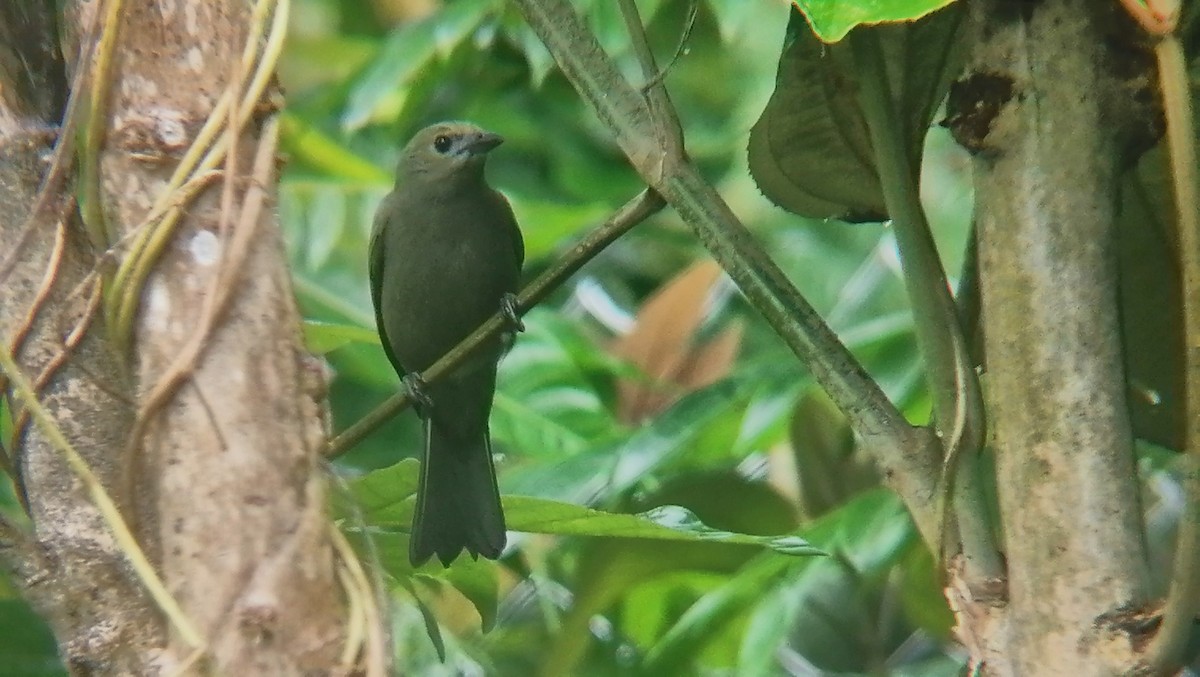 Palm Tanager - ML626791777