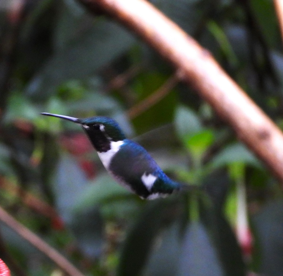 White-bellied Woodstar - ML626791778