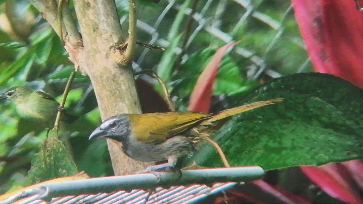Buff-throated Saltator - ML626791791