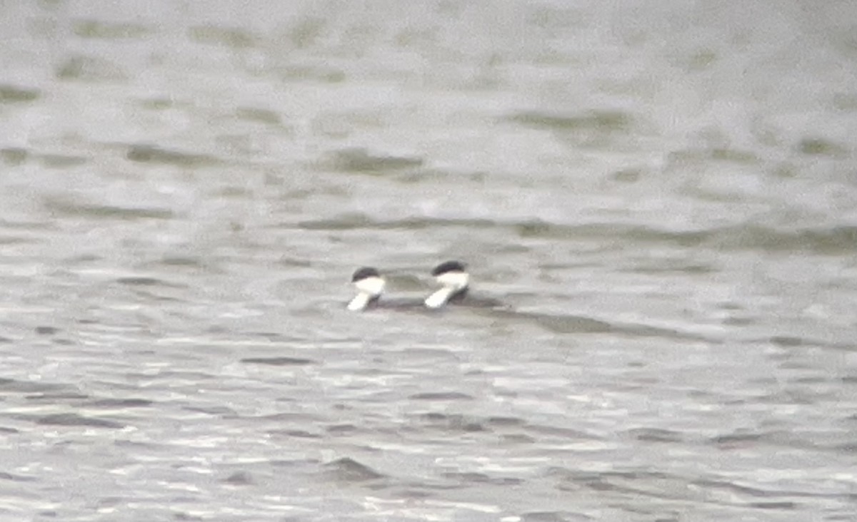 Horned Grebe - ML626791862