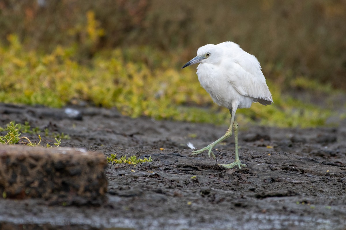 Little Blue Heron - ML626791866