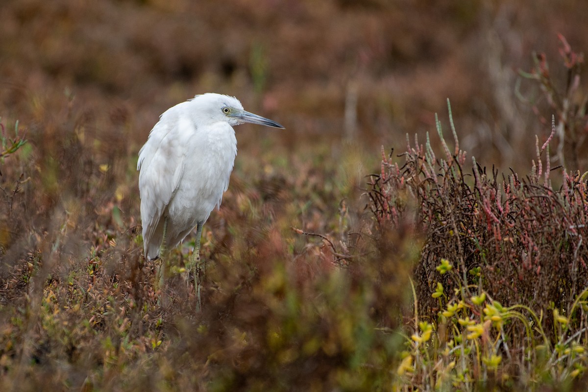 Little Blue Heron - ML626791867