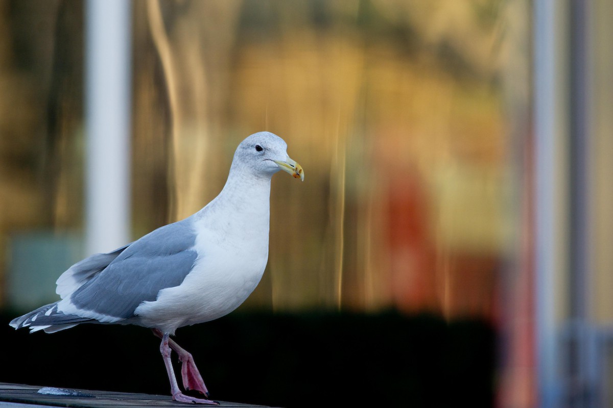 Glaucous-winged Gull - ML626791868