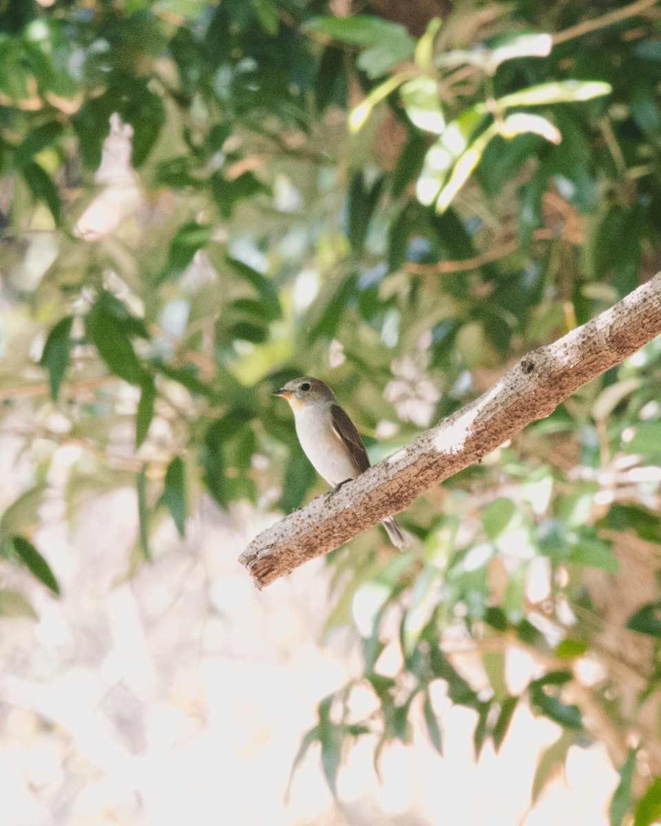 Taiga Flycatcher - ML626791870