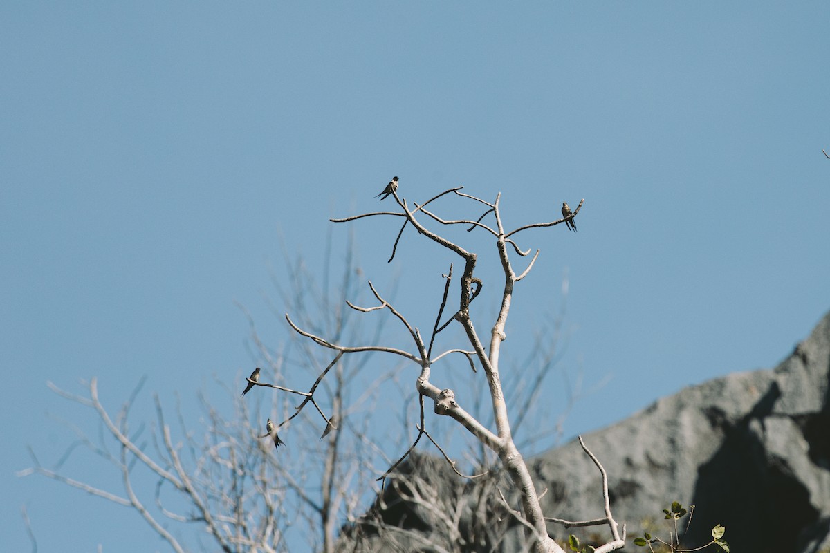 Eastern Red-rumped Swallow - ML626791877