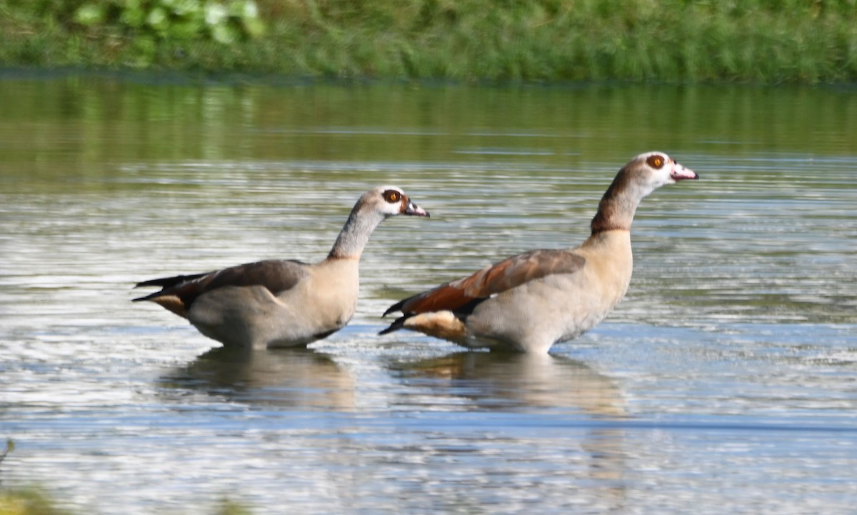 Egyptian Goose - ML626791879