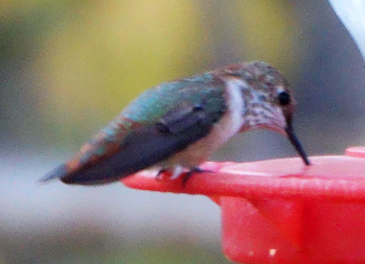 Rufous Hummingbird - ML626791880