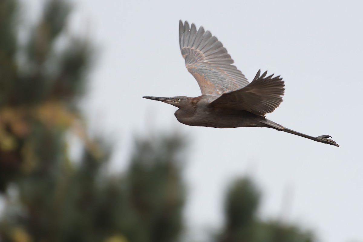 Reddish Egret - ML626791881