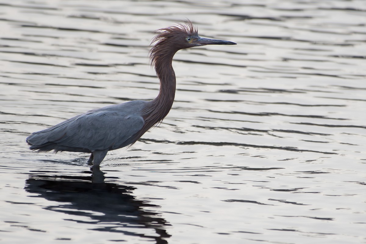 Reddish Egret - ML626791882