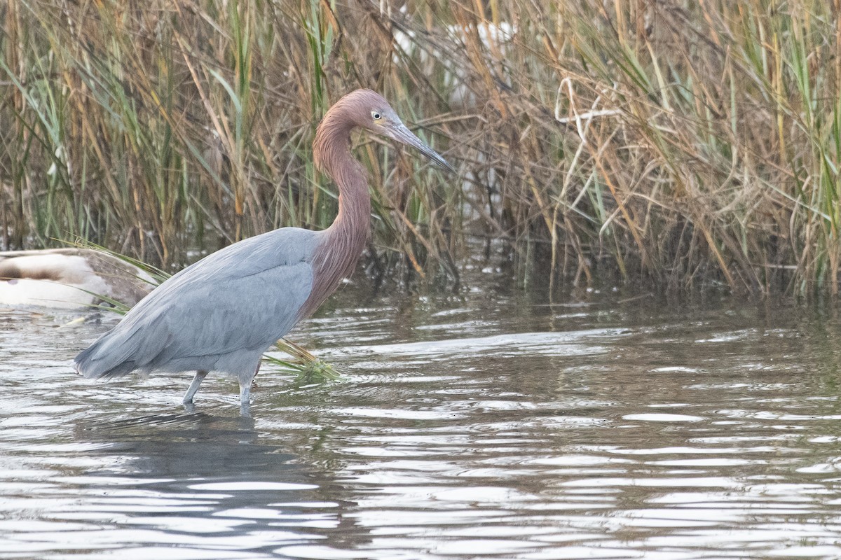 Reddish Egret - ML626791883