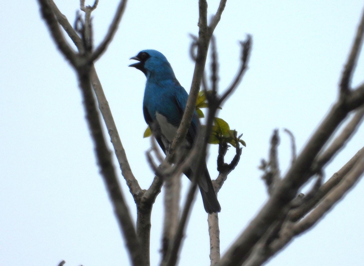 Swallow Tanager - ML626791884