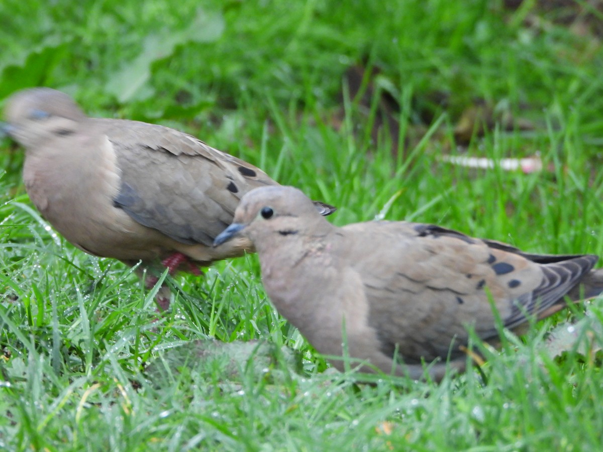 Eared Dove - ML626791885