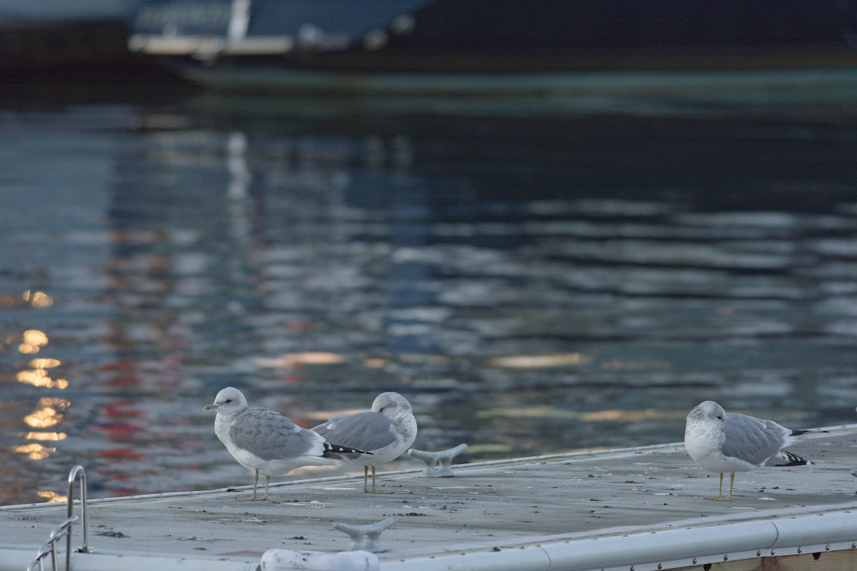 Short-billed Gull - ML626791886