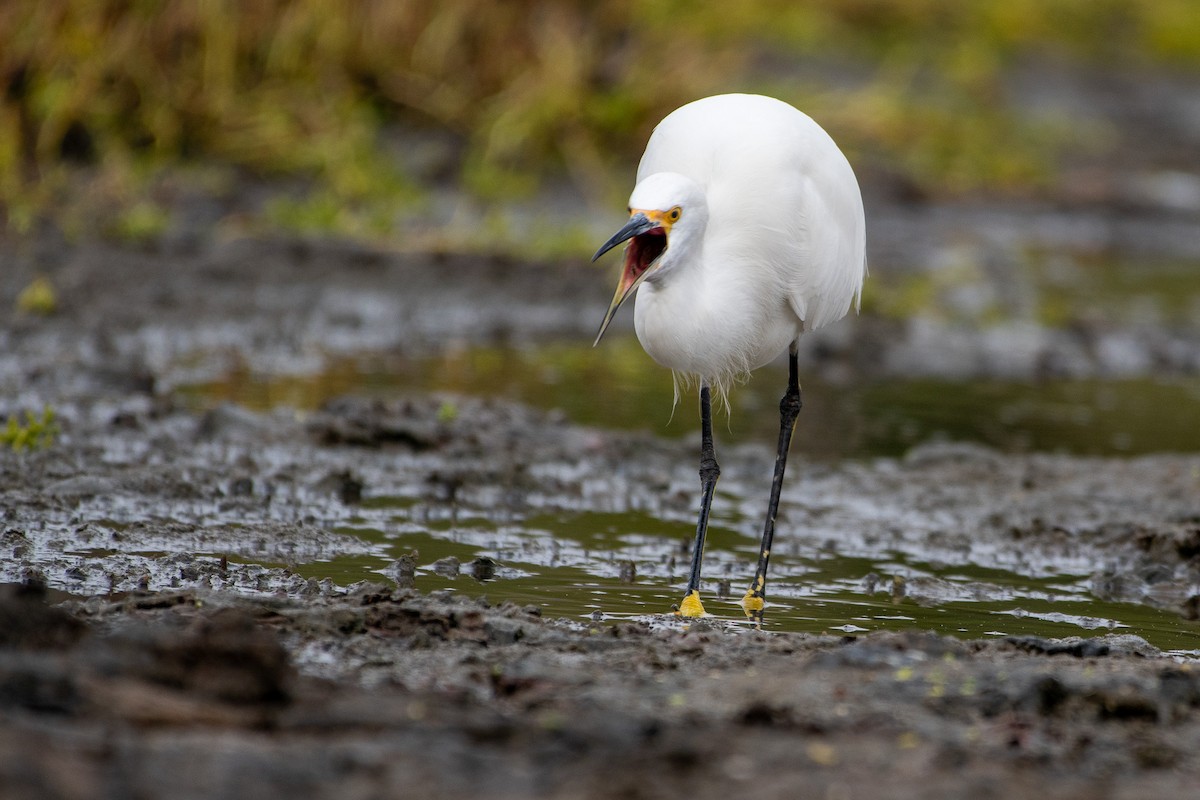 Snowy Egret - ML626791889