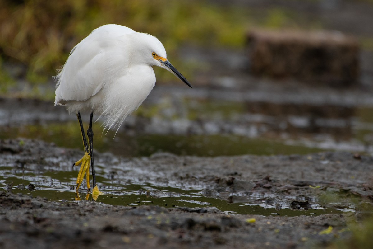 Snowy Egret - ML626791890