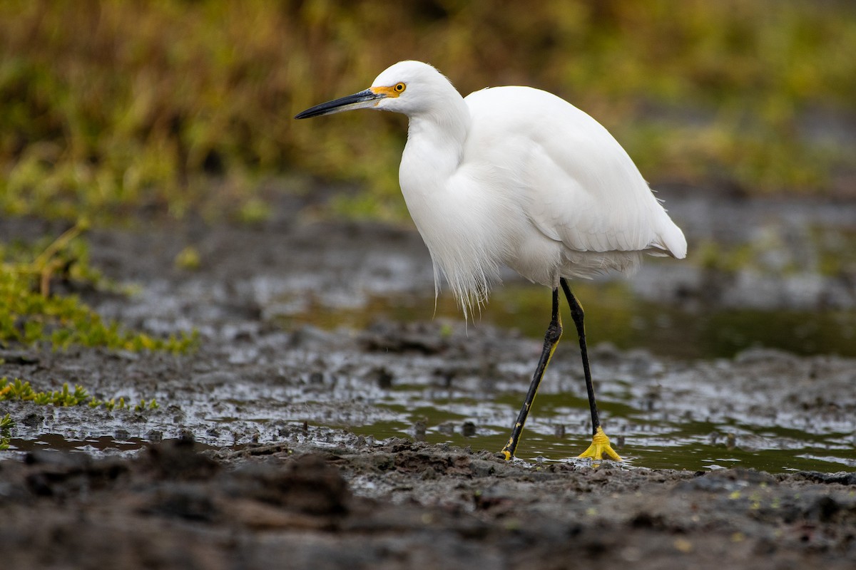 Snowy Egret - ML626791891