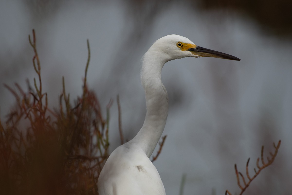 Snowy Egret - ML626791892