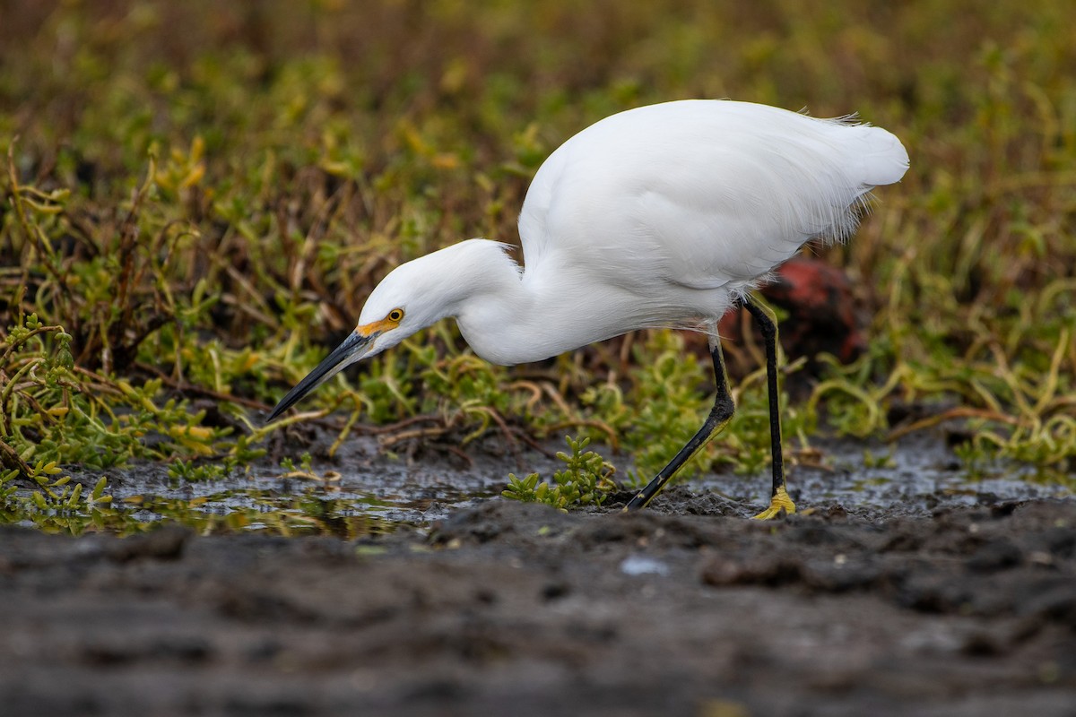 Snowy Egret - ML626791893