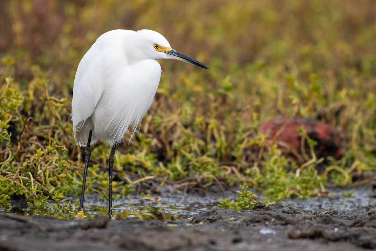 Snowy Egret - ML626791894