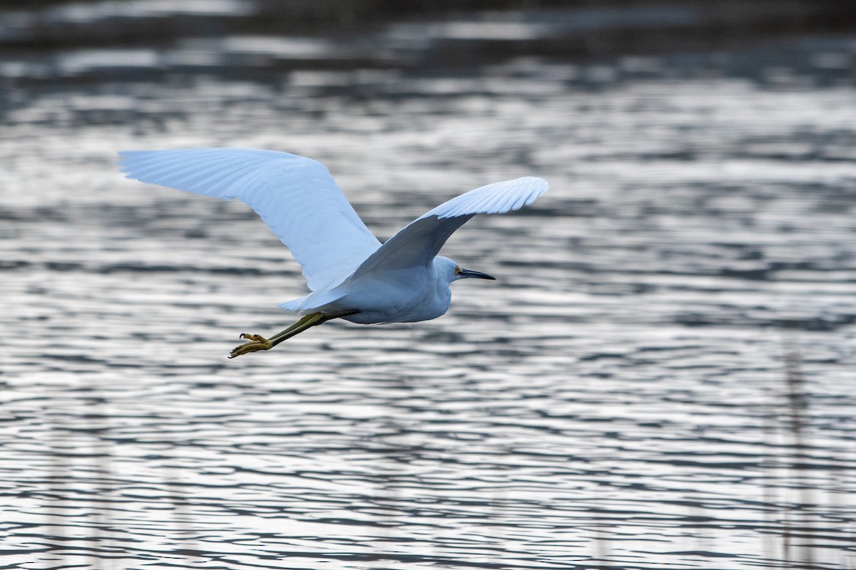 Snowy Egret - ML626791895