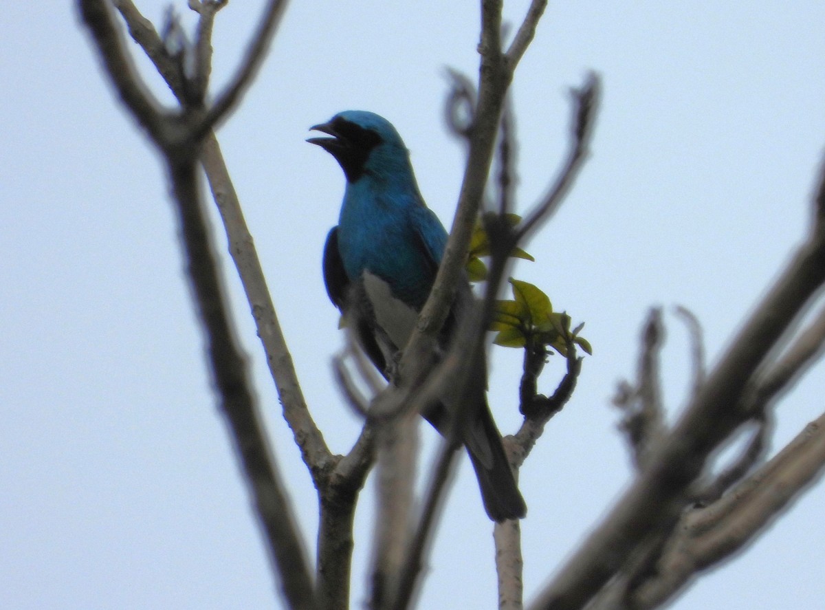 Swallow Tanager - ML626791901