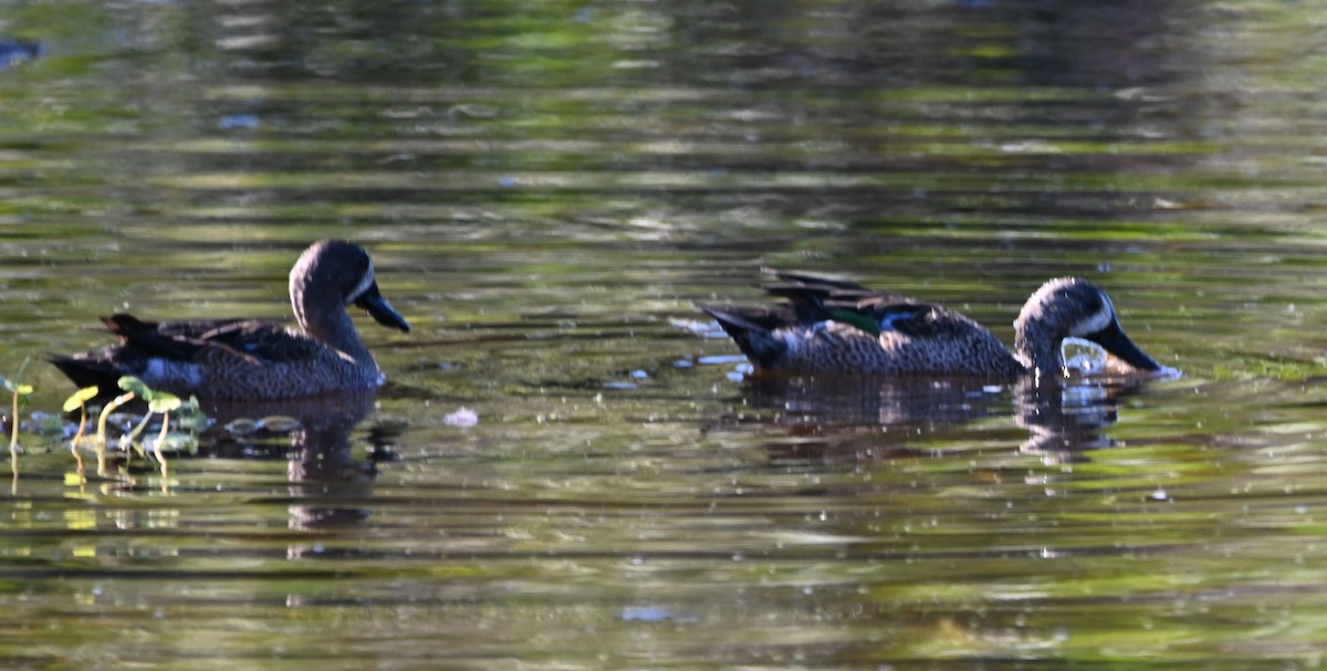 Blue-winged Teal - ML626791902