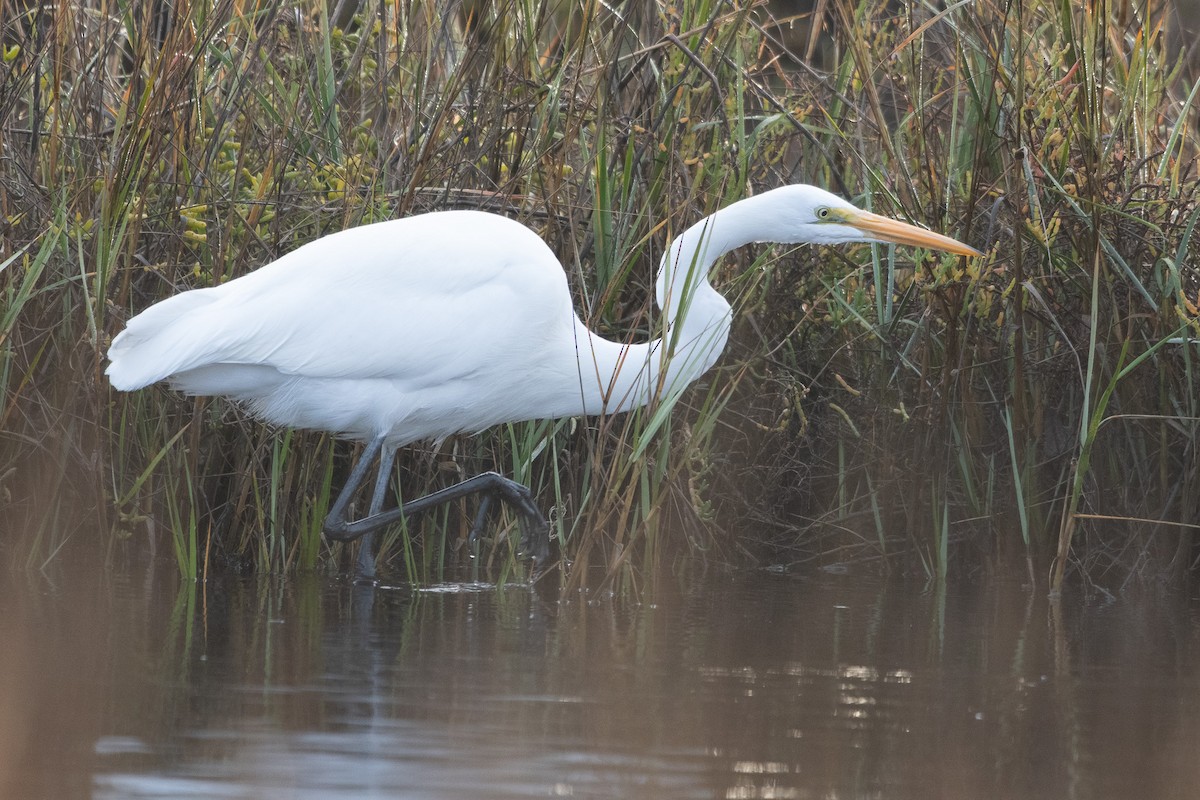 Great Egret - ML626791904