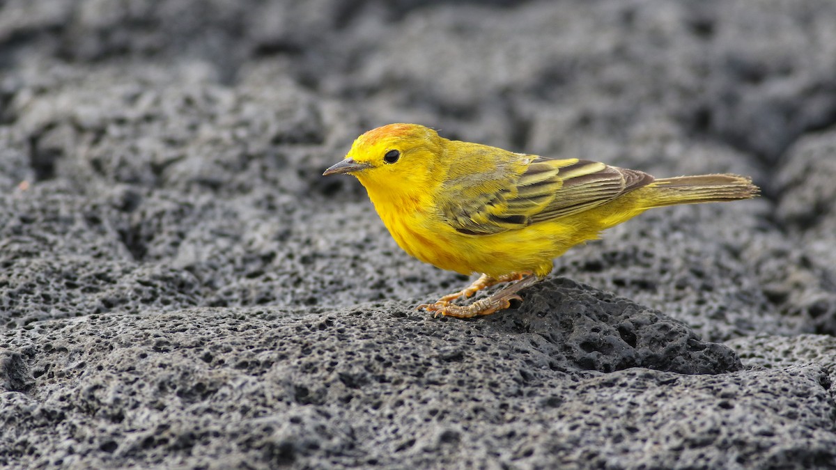 Yellow Warbler - ML626792029