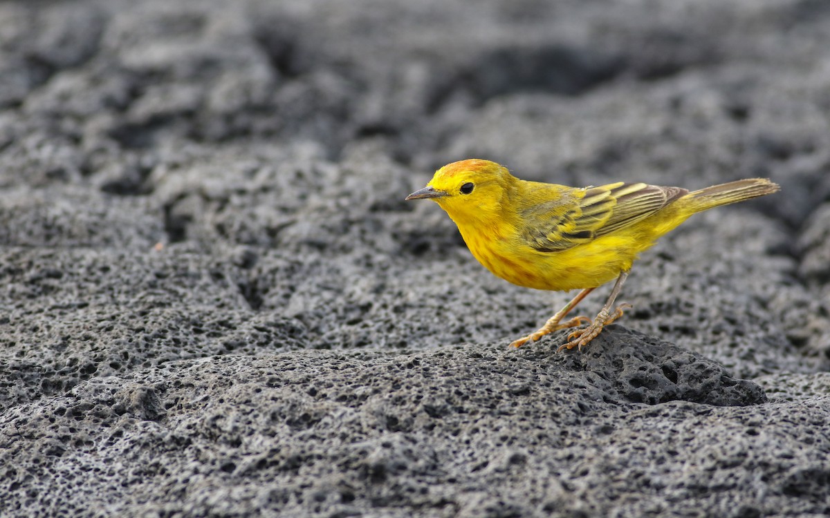 Yellow Warbler - ML626792030