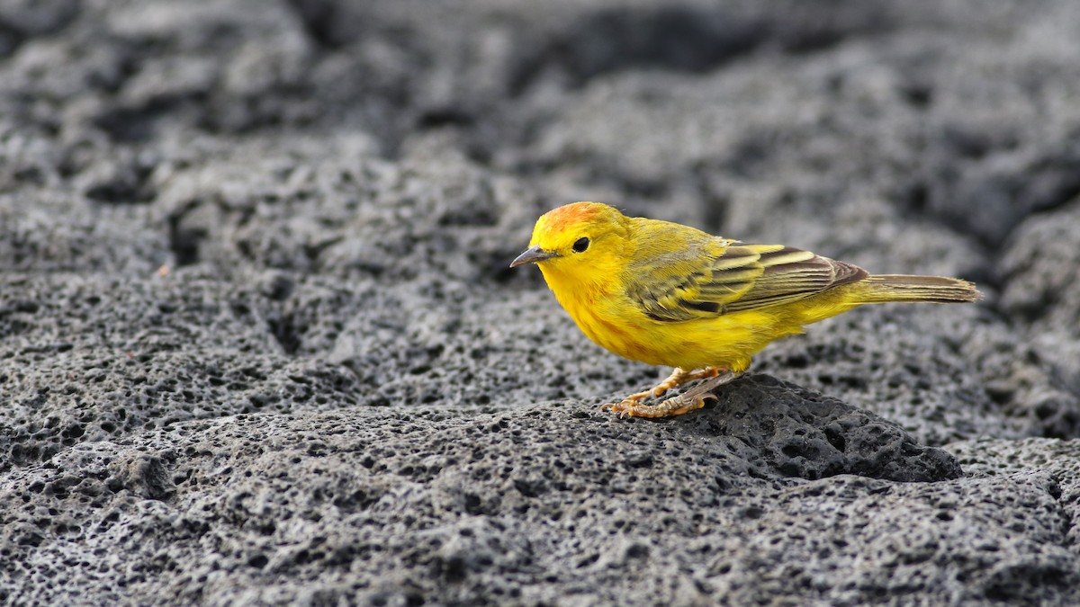 Yellow Warbler - ML626792031